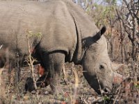 Marion, Romane South Africa 2014 (22 of 45) : KNP Pretoriuskop, Marion visit
